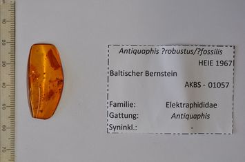 Vorschaubild Bernstein m. Blattlaus